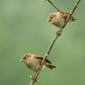 Redwell   07 06 2016   D3s (43 Of 165).jpg